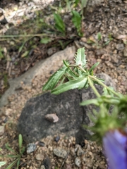 Dieteria canescens