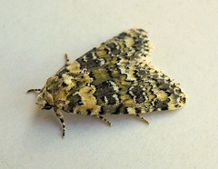Bryophila domestica