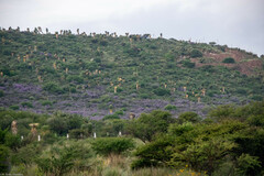 Leucophyllum laevigatum