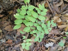 Astragalus glycyphyllos