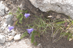 Campanula scheuchzeri
