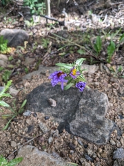 Dieteria canescens