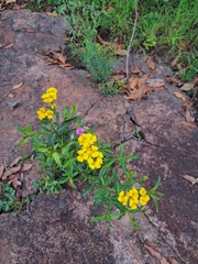 Tagetes
