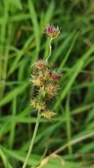Cenchrus echinatus