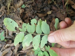 Astragalus glycyphyllos