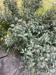 Elaeagnaceae