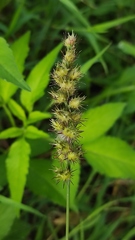 Cenchrus echinatus