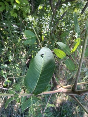 Calyptratae