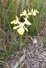 Moraea neglecta