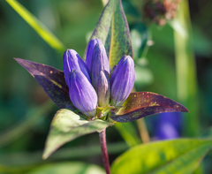 Gentiana clausa
