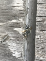 Megachile