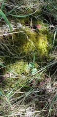 Ctenidium molluscum