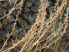 Quercus rotundifolia