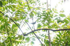 Anthreptes malacensis