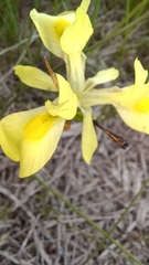 Moraea neglecta