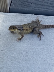 Leiocephalus carinatus