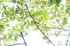 Anthreptes malacensis