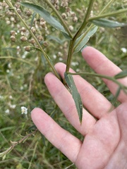 Achillea ptarmica