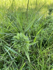 Dichanthelium scoparium