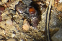 Dasymutilla birkmani