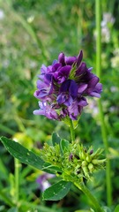 Medicago sativa