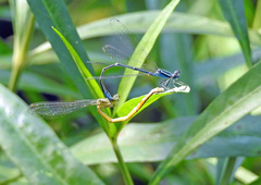 Enallagma exsulans