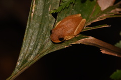 Dendropsophus minutus