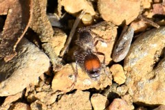 Dasymutilla birkmani