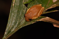 Dendropsophus minutus