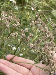 Achillea ptarmica
