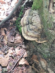 Fomitopsis ochracea