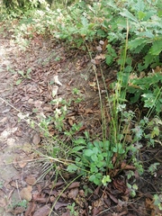 Juncus