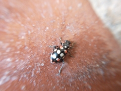 Eriopis connexa