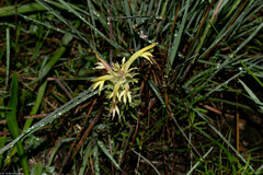 Castilleja mexicana