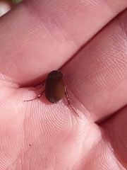 Maladera holosericea