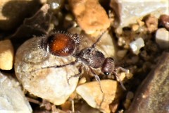 Dasymutilla birkmani