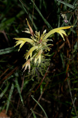 Castilleja mexicana