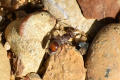 Dasymutilla birkmani