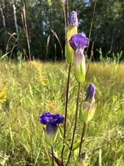 Gentianopsis crinita