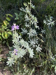 Lupinus argenteus