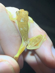 Dendropsophus minutus