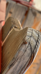 Philodromus aureolus