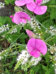 Lathyrus latifolius