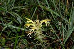 Castilleja mexicana