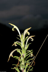 Castilleja mexicana