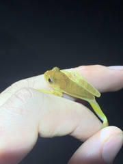 Dendropsophus minutus