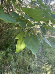 Amauromyza pleuralis