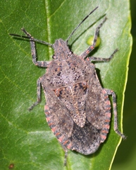 Brochymena quadripustulata