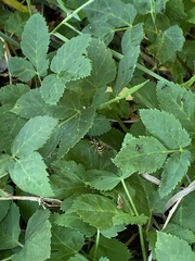 Vespula