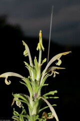 Castilleja mexicana
